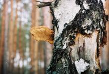 Leśny Konkurs Fotograficzny 2015 – WYSTAWA