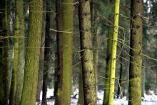 Leśny Konkurs fotograficzny 2015