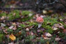 WYSTAWA ZDJĘĆ - Leśny Konkurs Fotograficzny