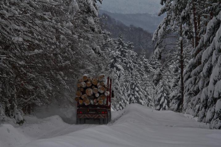 Leśnicy pozyskują średnio do 55–60 proc. drewna, które przyrasta w lesie (fot. Wiesław Plata)